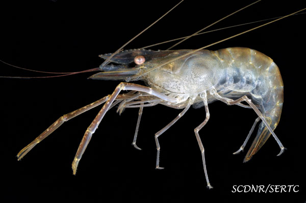 Cinnamon river shrimp - male, whole specimen, lateral